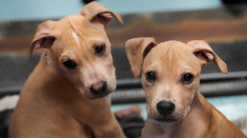 Lucy’s Law: A real bite on NI’s illegal puppy trade or a toothless attack?