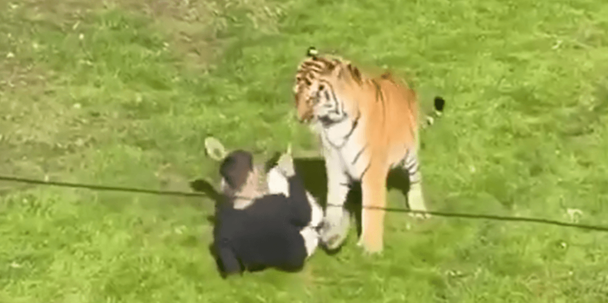 Man mauled by tiger after jumping into enclosure at Yorkshire zoo as shots fired