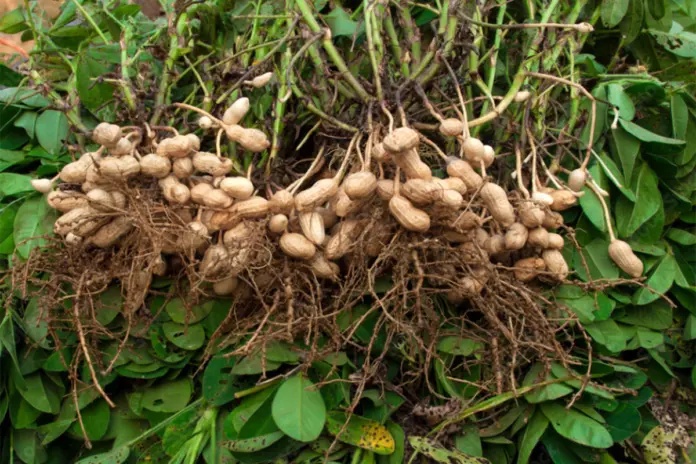 Groundnut industry eyes growth after strong 2026 season