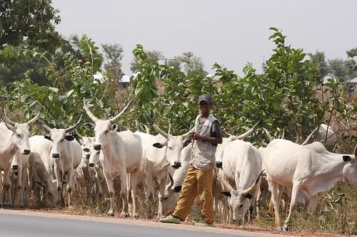 Fulani Leaders Demand Ranches, 30% Of Agriculture Budget