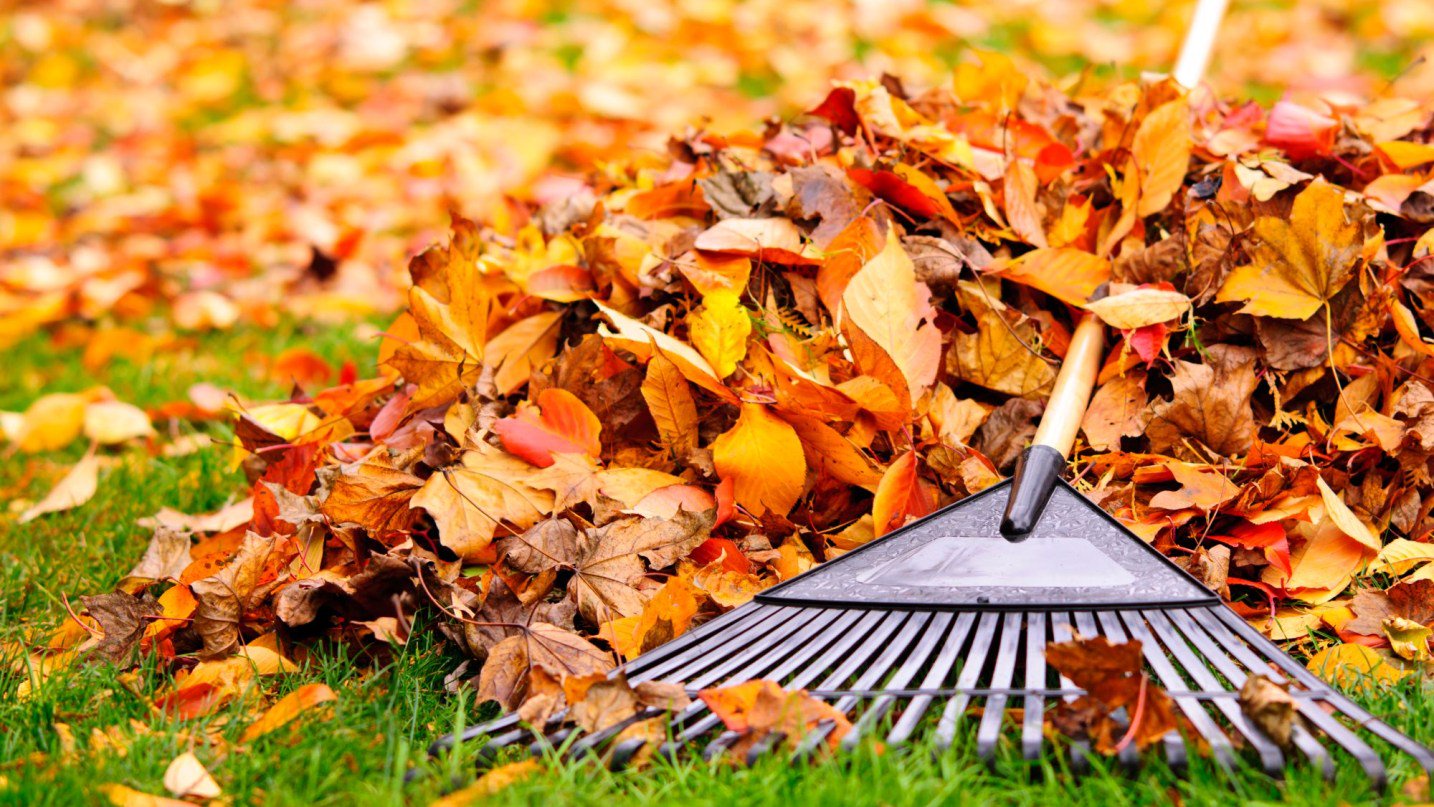 Don’t throw those leaves away! Millions face $1,000 fines for making autumn rake mistake