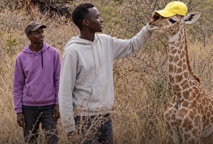 Fear This Generation :Two Kenyan Men Stun Netizens With Their Unusual Friendship With Baby Giraffe