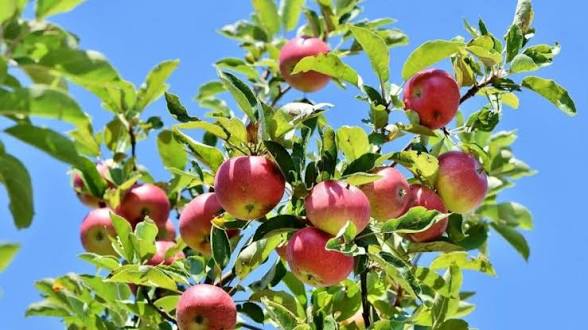 From Small Shamba to Millionaire: The High-Value Crops That Can Transform Kenyan Farming