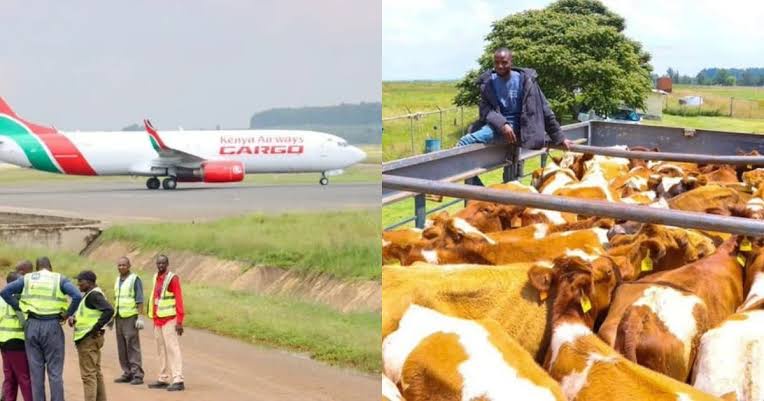 “Cows in the Sky” Kenya Airways Flies Over 50 Dairy Cows From Nairobi to Lagos