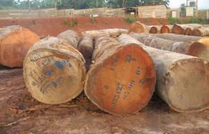 Terminal Bois de Douala au bord du gouffre financier : près de 4 milliards de FCFA de trou de liquidité, tandis que Biya durcit encore l’interdiction des grumes