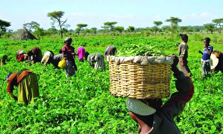 Farmers Will Soon Lay Down Cutlasses – Chief Threatens Demo