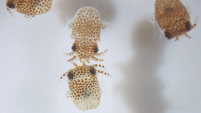 Nasa sent tiny glow-in-the-dark squid to the space station; scientists removed gravity to study how their glowing bacteria colonise and influence them