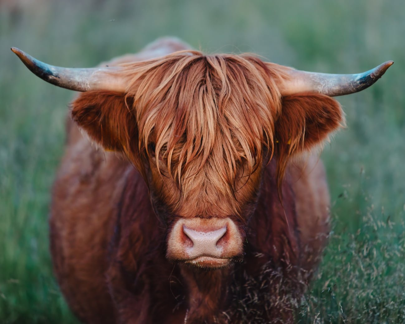 Udder madness: why are highland cows suddenly everywhere?
