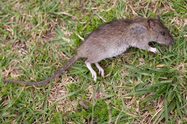 Stop Buying Rat Poison: Use This Simple Kitchen Ingredient to Get Rid of Rats