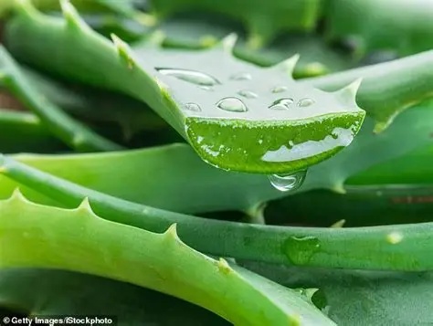 Use Aloe Vera To Protect You From These Dangerous Conditions