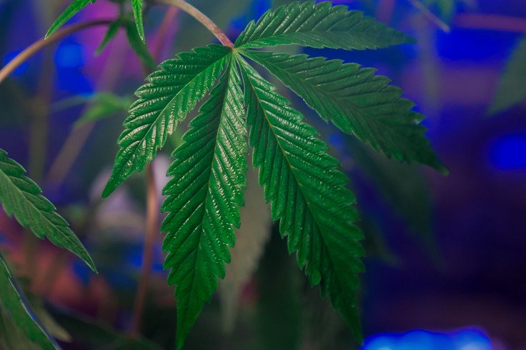 US Issues Marijuana Travel Warning: What Cannabis Users Need To Know Before Flying