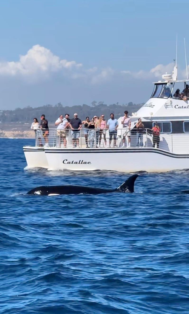 El Nino sends world’s most dangerous apex sea predator to Orange County beaches