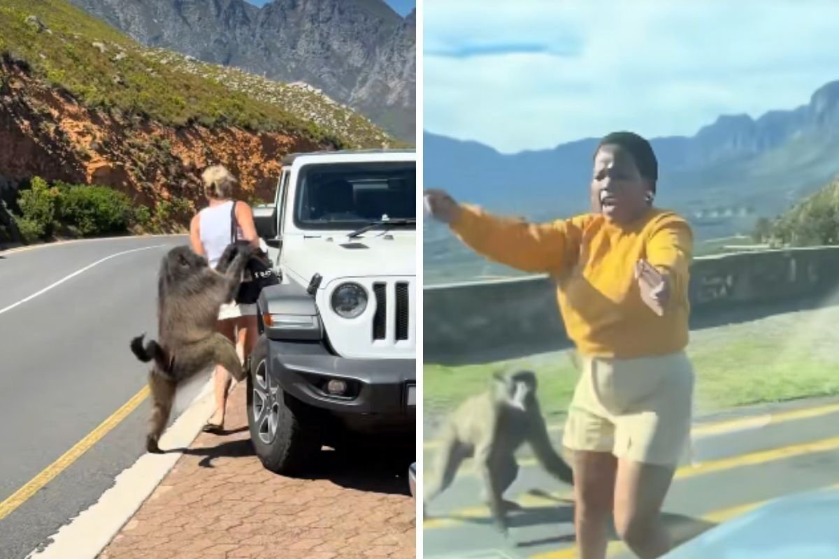 [Watch] Cape baboons launch ruthless attack on tourists