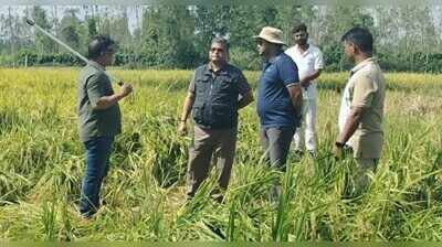 Fence blocks tigress, cubs’ return as Pilibhit harvest peaks