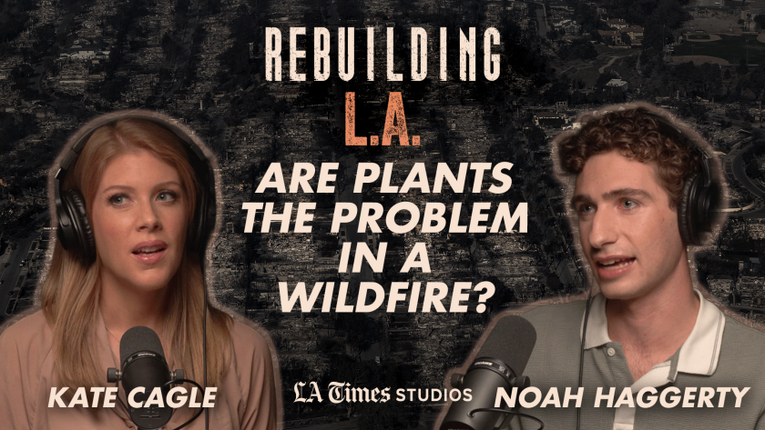 Are Plants The Problem In A Wildfire?