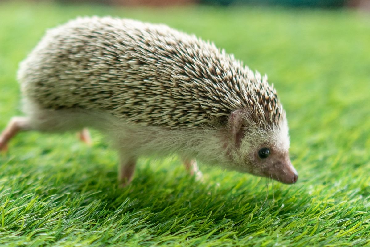 Hedgehogs will visit your garden if 1 food time is placed outside in September