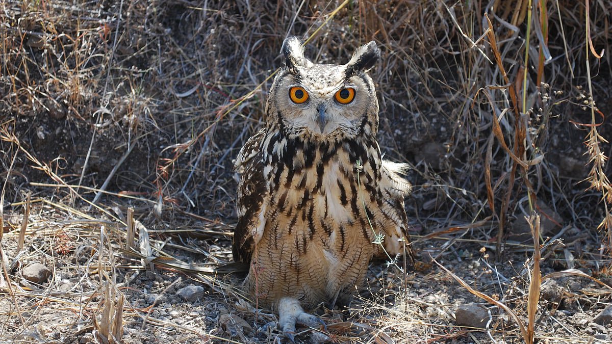 Rare owl collapses on Tirupattur road due to heat exhaustion & injury, rescued