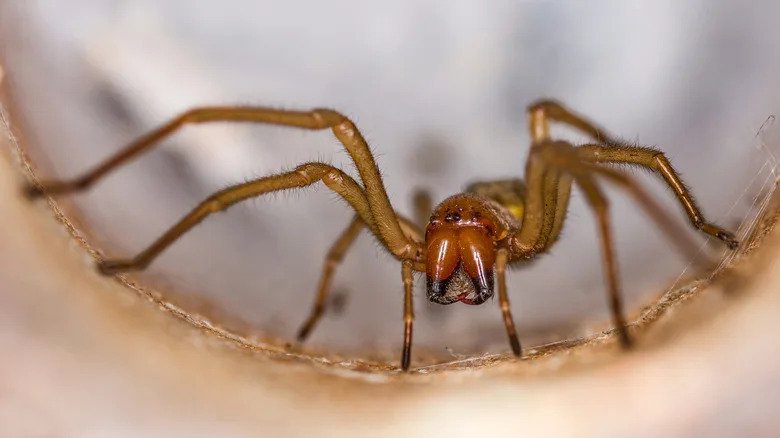 What To Do If The Brown Recluse Spider In Your Yard Or Home Bites You