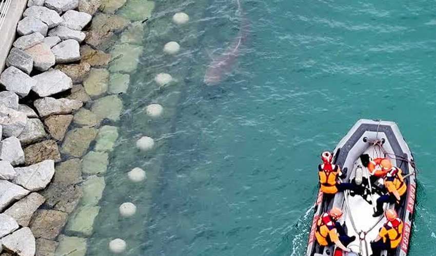 3.5-metre shark stranded in Busan canal draws 600,000 visitors
