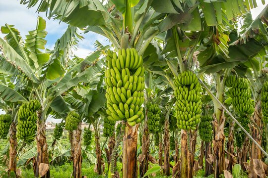 Food Prices Expected To Drop In Nigeria With Government’s New Petrol Price Policy- PETROAN