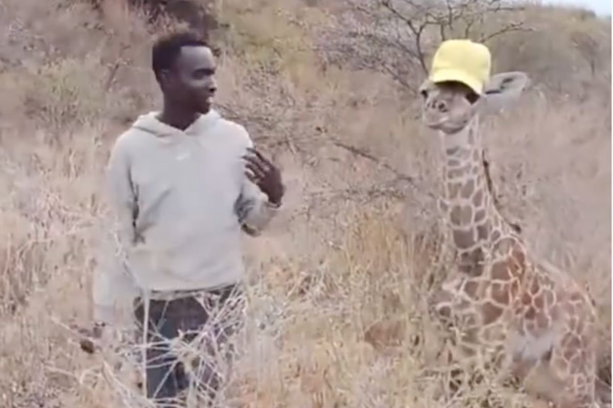 A baby giraffe, a yellow cap and a mystery the internet can’t solve [video]
