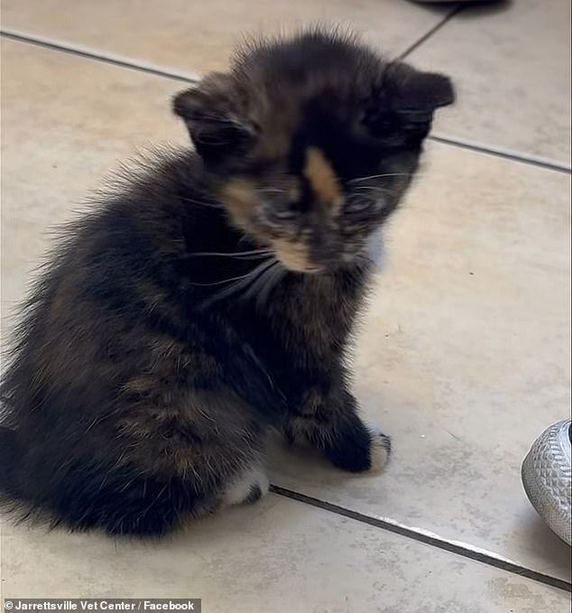School bus driver fired after she pulled over to let student rescue injured kitten on quiet rural road