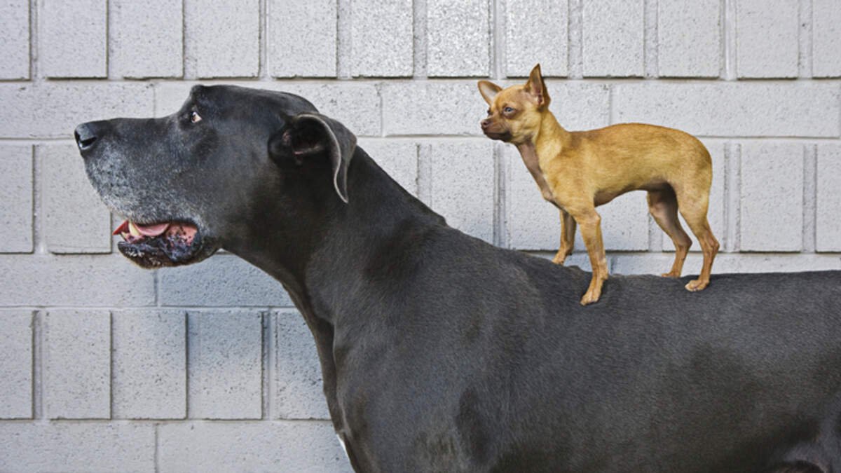 The most common health problems in dogs, according to Nationwide