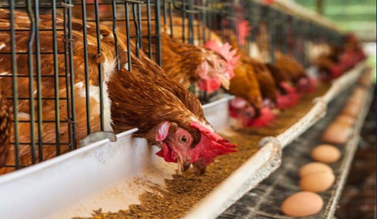 Poultry Farmers Decry Declining Market Demand