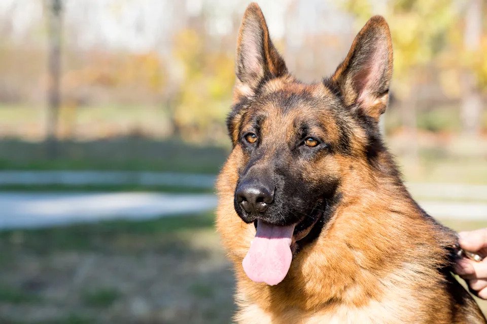 9 dog breeds that are naturally protective of their families