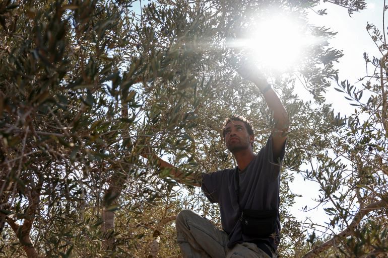 Israeli settlers take Palestinian olives, and their harvest traditions