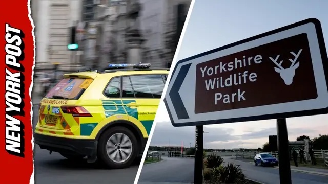 What happened in the Yorkshire tiger attack?