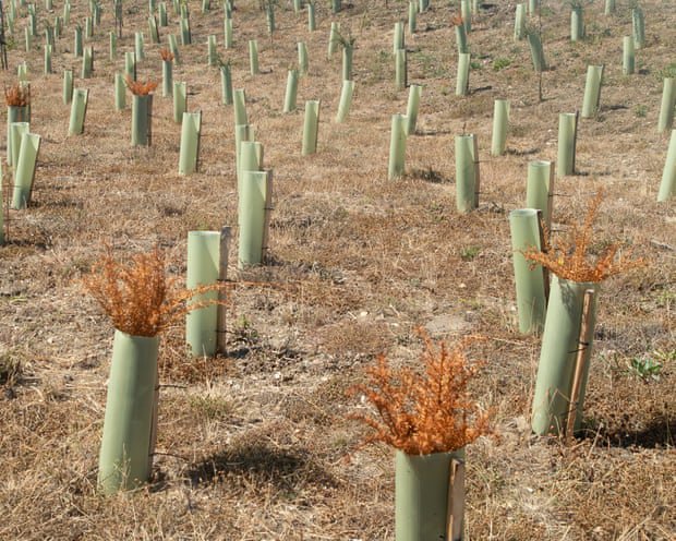 Plant trees – and make sure they are watered