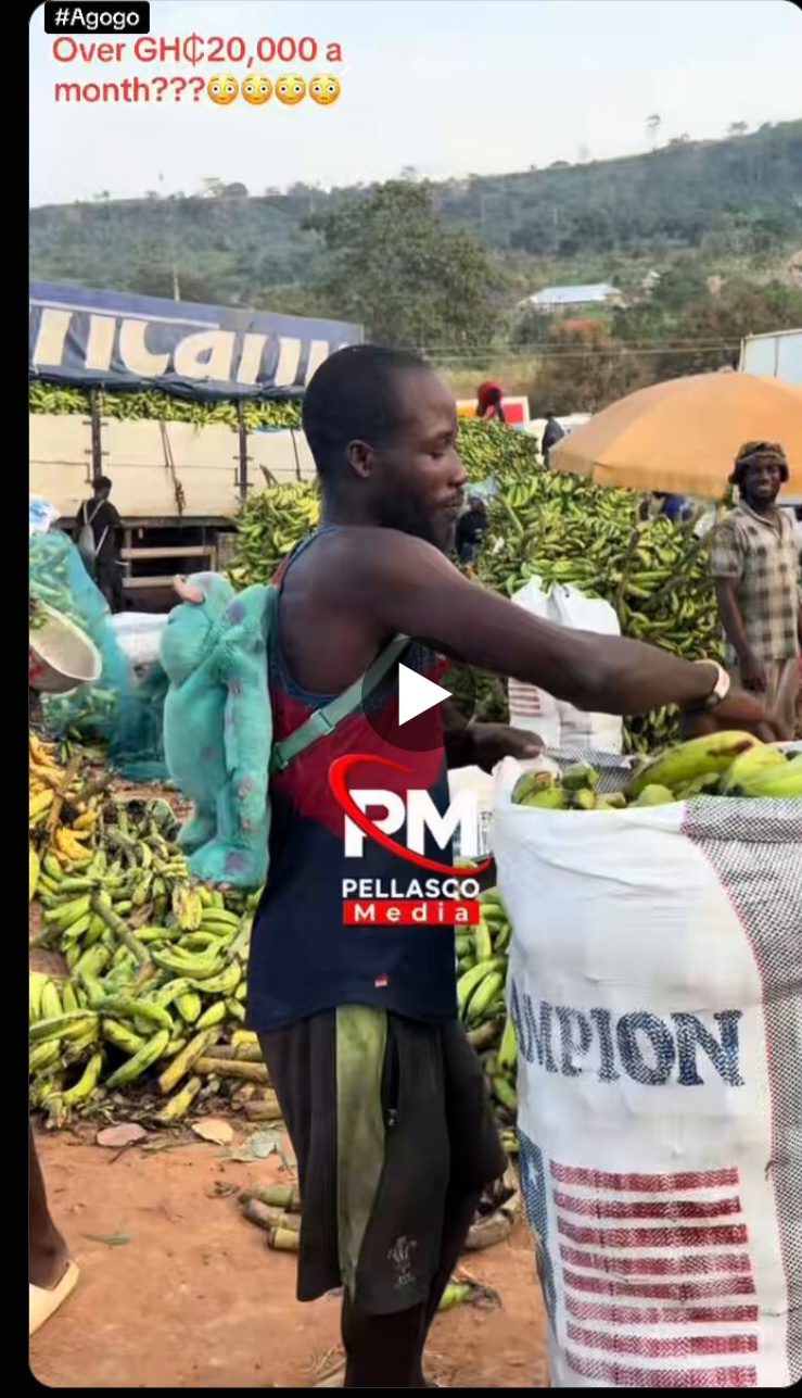 We Pack Up To 50 Sacks Daily — Plantain Packers In Agogo Reveal How Much They Earn Per Sack