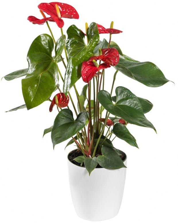 Houseplant hacks: Are windowsills too cold for plants in winter?