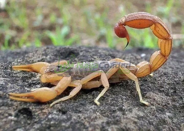 Breaking: If A Scorpion Stings You At Home Do Not Panic, Do This To Get The Poison Out And Save Your Life