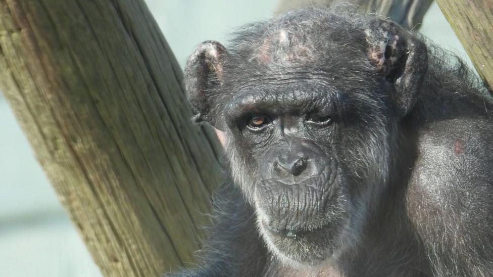 ‘Wise and resilient matriarch’ Mabel the chimpanzee dies aged 60