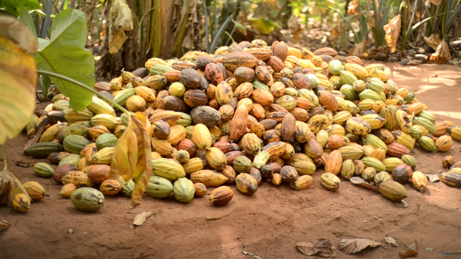 COCOBOD asks investors to fund cocoa purchases, but proceeds may also repay old debt