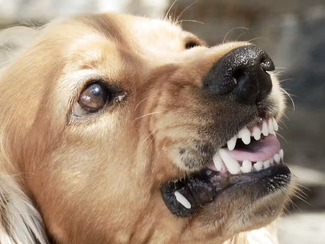 If A Dog Attacks You Do Not Run or Scream, Do These Things To Save Yourself