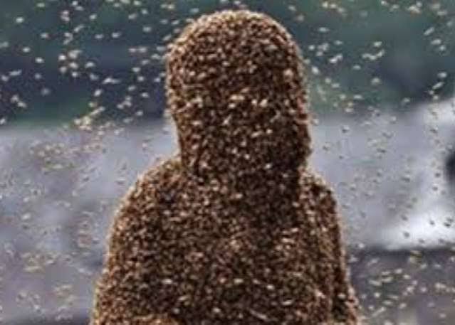 81-year-old woman dies after swarm of bees attack at Achiase