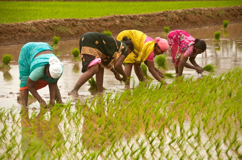 Rice emerges worst-hit kharif crop, acreage drops to 433.62 lakh hectares