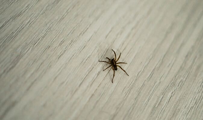 I asked pest experts how to naturally deter spiders from homes — 1 stands out