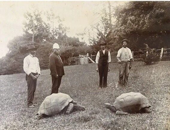 What is keeping the world’s oldest tortoise going at 194?