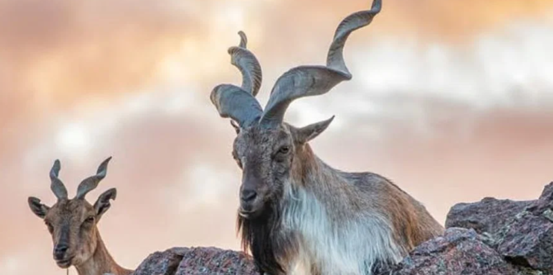 KP earns record Rs335.6m from four markhor trophy hunting permits