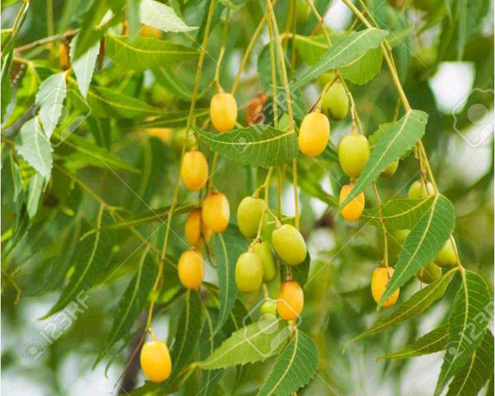 How To Cure Piles With Herbal Treatment