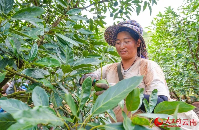 Bumper avocado harvest in Yunnan’s Menglian expected to replace 15 percent of imports