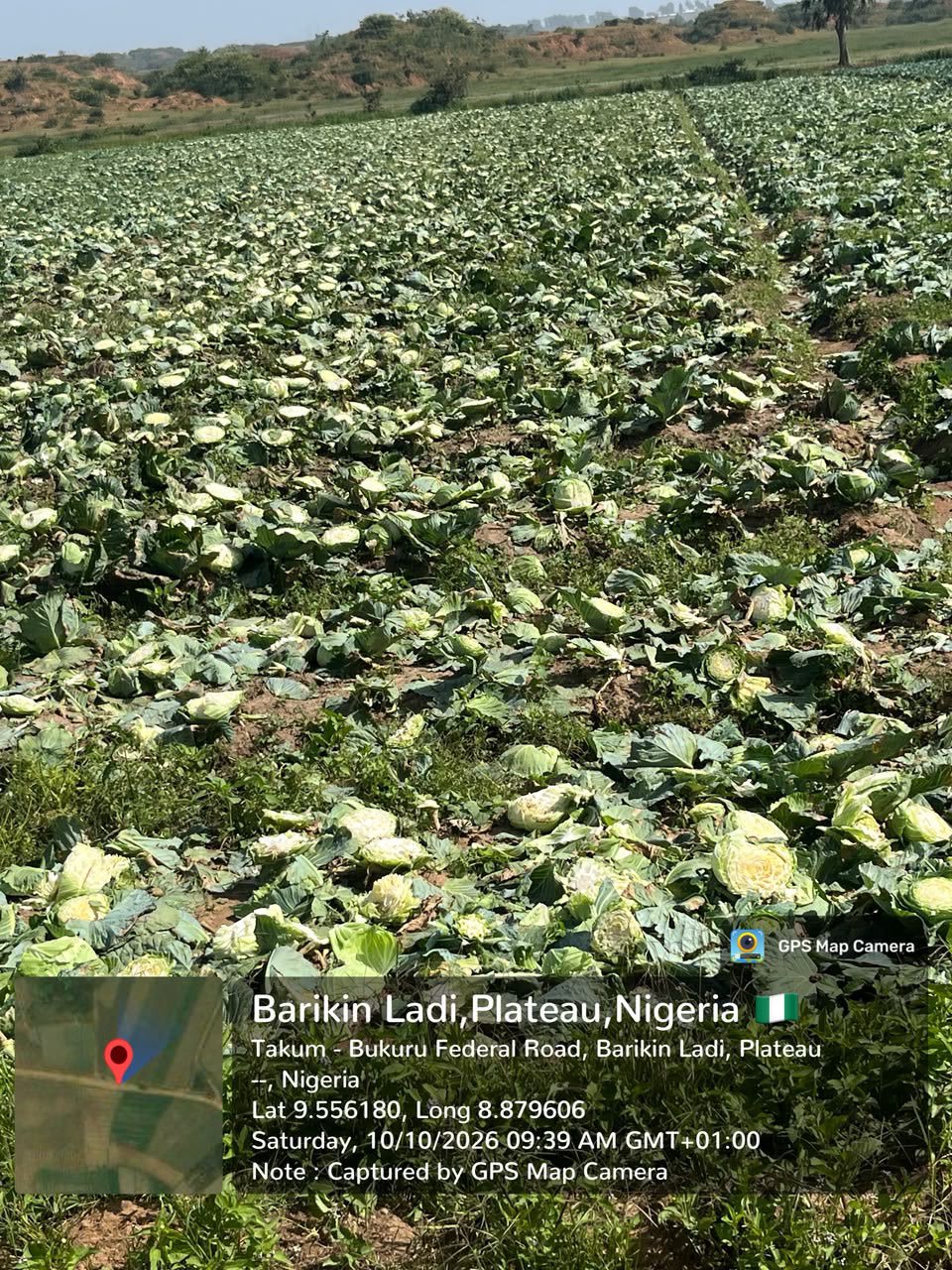 Plateau: Suspected Herders Destroy Cabbage Farm As Troops Launch Manhunt