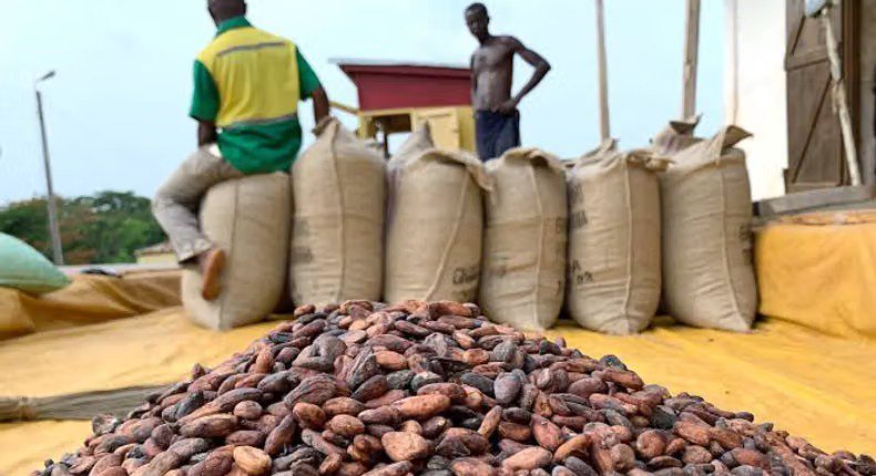 Government Launches Cocoa as Scheduled Cash Crop, Begins Seedling Distribution