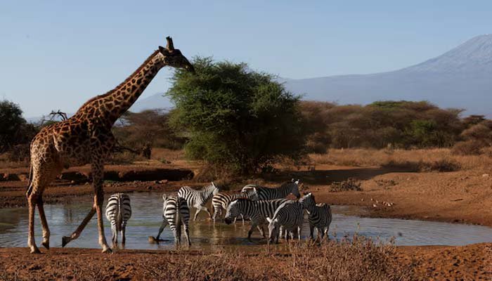 Populations of wild species fell by an average of 73% from 1970 to 2022, says WWF