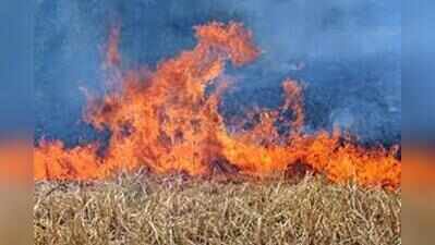 Farm fires: Flying squads in 34 Punjab, Haryana districts