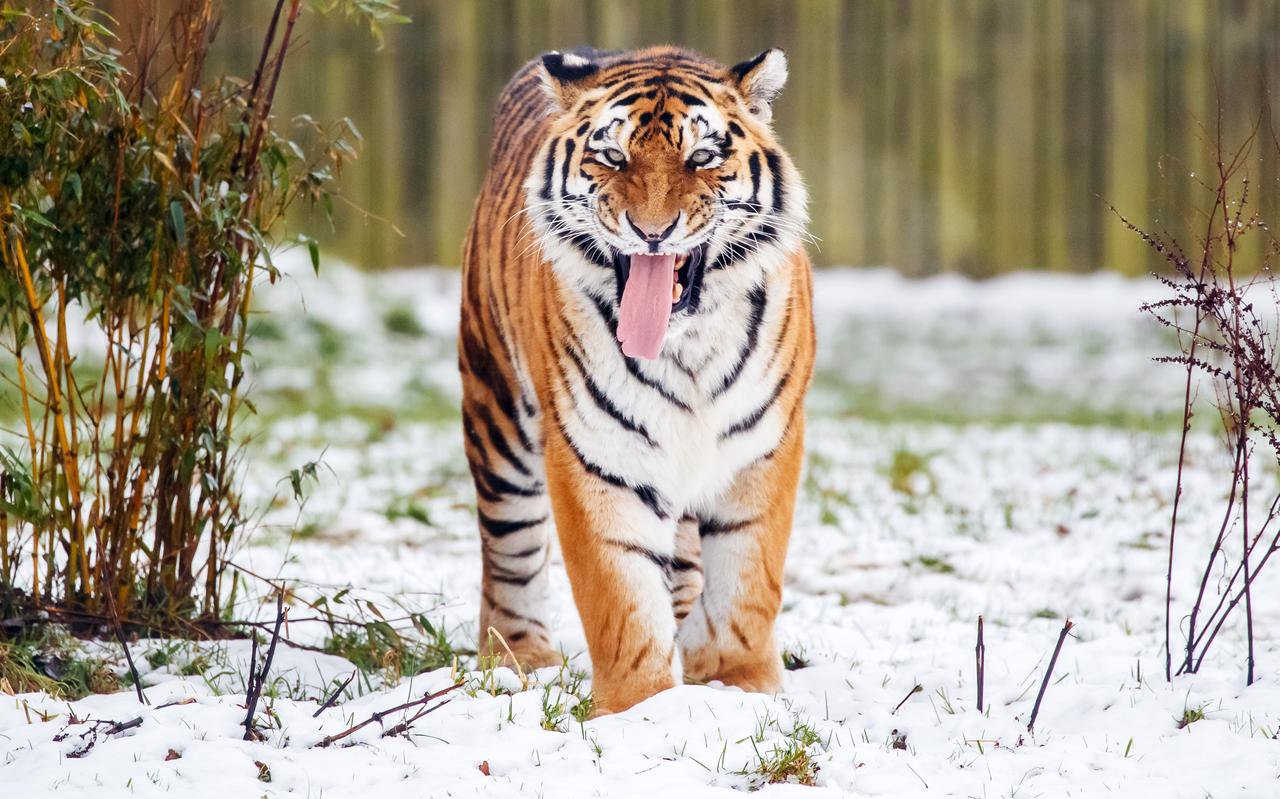 Woman ‘tried to stop man jumping into tiger enclosure before he was mauled to death’